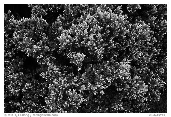 Pukiawe (Styphelia tameiameiae). Haleakala National Park (black and white)