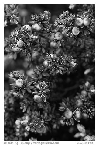 Pukiawe white and red berries. Haleakala National Park (black and white)