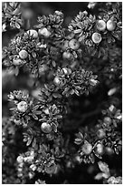 Pukiawe white and red berries. Haleakala National Park ( black and white)