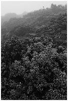 Pukiawe berry plants in fog near Leleiwi overlook. Haleakala National Park, Hawaii, USA. (black and white)