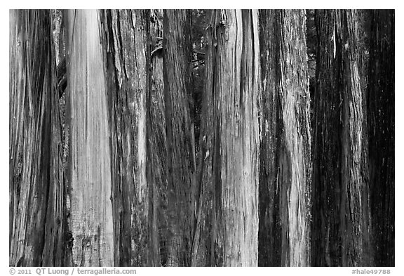 Multicolored Eucalyptus trees, Hosmer Grove. Haleakala National Park (black and white)