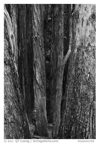 Eucalyptus tree trunks, Hosmer Grove. Haleakala National Park, Hawaii, USA.