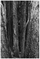 Eucalyptus tree trunks, Hosmer Grove. Haleakala National Park, Hawaii, USA. (black and white)