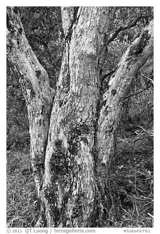 Ohia lehua (Metrosideros polymorpha). Haleakala National Park, Hawaii, USA.