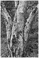 Ohia lehua (Metrosideros polymorpha). Haleakala National Park ( black and white)