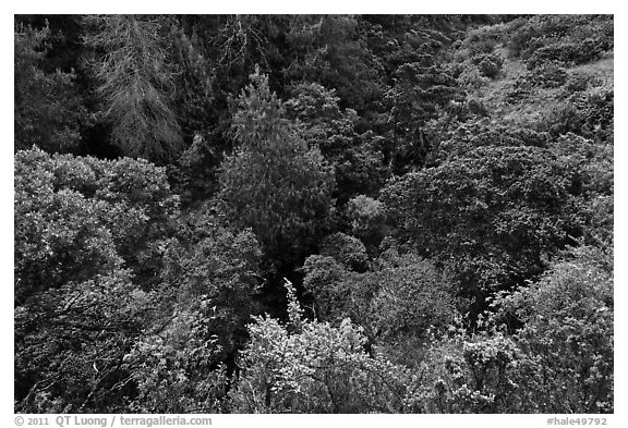 Trees and shrubs from Hosmer Grove overlook. Haleakala National Park (black and white)