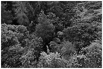 Trees and shrubs from Hosmer Grove overlook. Haleakala National Park, Hawaii, USA. (black and white)