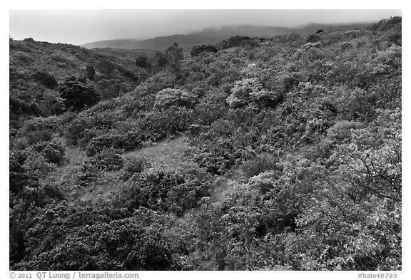 Forested hillside below Haleakala. Haleakala National Park (black and white)