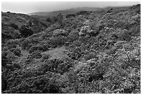 Forested hillside below Haleakala. Haleakala National Park ( black and white)