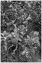 Sandalwood berries. Haleakala National Park, Hawaii, USA. (black and white)