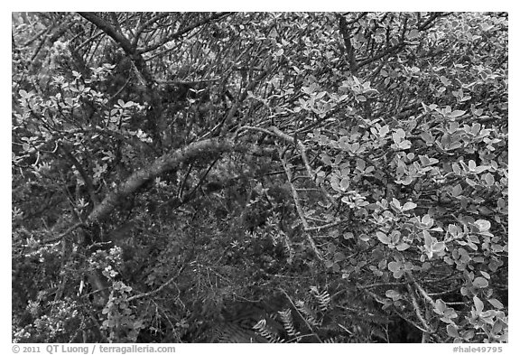 Pilo (Coffee family, Coprosma montana). Haleakala National Park, Hawaii, USA.