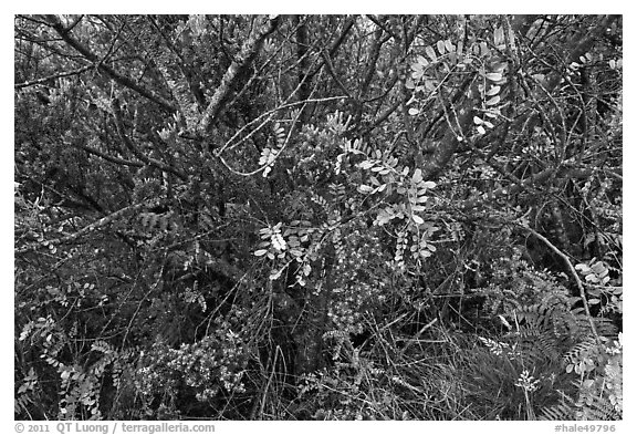 Ohelo (Blueberry family). Haleakala National Park (black and white)