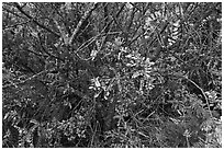 Ohelo (Blueberry family). Haleakala National Park, Hawaii, USA. (black and white)