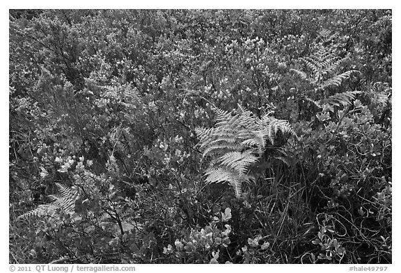 Native ferns and shrubs. Haleakala National Park (black and white)