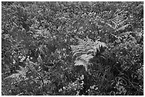 Native ferns and shrubs. Haleakala National Park, Hawaii, USA. (black and white)