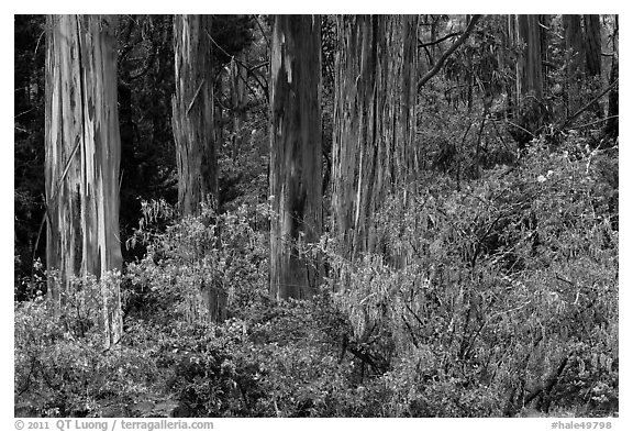 Blue Gum Eucalyptus (Eucalyptus globulus). Haleakala National Park (black and white)