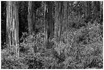 Blue Gum Eucalyptus (Eucalyptus globulus). Haleakala National Park, Hawaii, USA. (black and white)