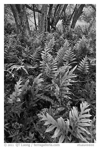 Maile-Scented native hawaiian ferns (Lauaa). Haleakala National Park, Hawaii, USA.