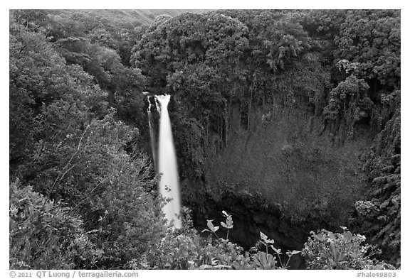 Makahiku falls plunging off a lush, green cliff. Haleakala National Park (black and white)