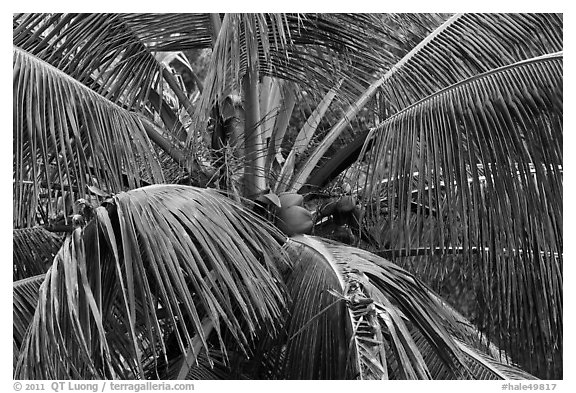 Coconot tree and fruits. Haleakala National Park (black and white)