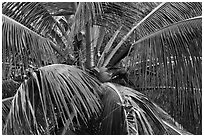Coconot tree and fruits. Haleakala National Park ( black and white)