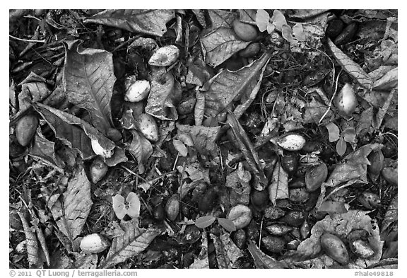 Fallen tropical almond (Kamani). Haleakala National Park (black and white)