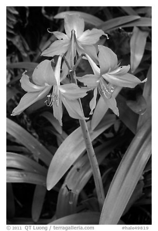 Wild lily. Haleakala National Park, Hawaii, USA.