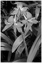 Wild lily. Haleakala National Park, Hawaii, USA. (black and white)