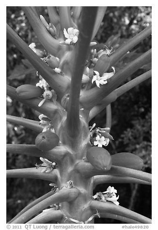 Papaya fruit and flowers. Haleakala National Park (black and white)