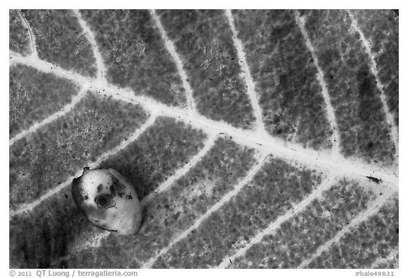 Close-up of red leaf and green nut. Haleakala National Park (black and white)