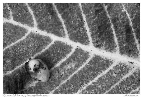 Close-up of red leaf and green nut. Haleakala National Park (black and white)