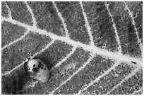 Close-up of red leaf and green nut. Haleakala National Park ( black and white)