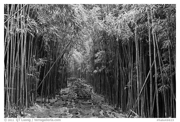 Trail through bamboo canopy. Haleakala National Park, Hawaii, USA.