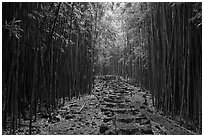 Trail through bamboo forest. Haleakala National Park, Hawaii, USA. (black and white)