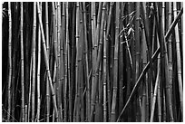 Black and White Pictures of Bamboo - stock photos and fine art prints