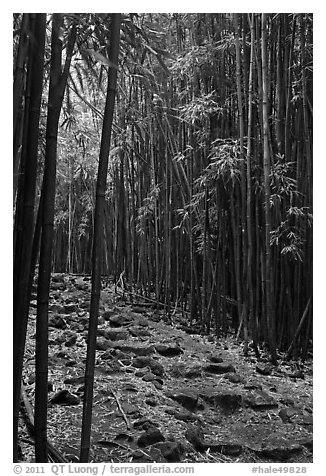 Bamboo lined path - Pipiwai Trail. Haleakala National Park (black and white)