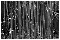 Dense Bamboo forest. Haleakala National Park ( black and white)