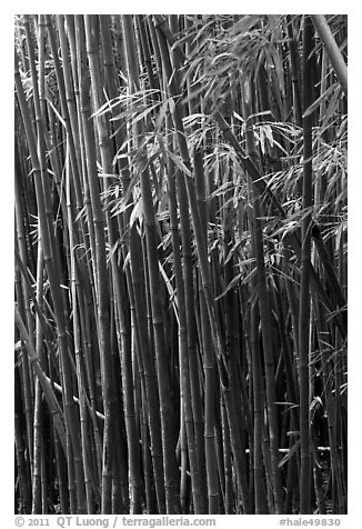 Bamboo stems and leaves. Haleakala National Park (black and white)