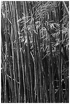 Bamboo stems and leaves. Haleakala National Park, Hawaii, USA. (black and white)