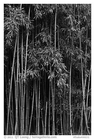 Black and White Picture/Photo: Thick Bamboo forest. Haleakala National Park