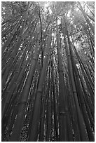 Looking up dense bamboo grove. Haleakala National Park ( black and white)