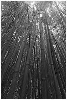 Looking up dense bamboo grove. Haleakala National Park, Hawaii, USA. (black and white)