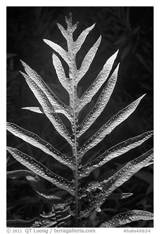 Glossy green leaf of Lauae fern with wart-like spore clusters. Haleakala National Park (black and white)