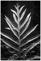 Glossy green leaf of Lauae fern with wart-like spore clusters. Haleakala National Park, Hawaii, USA. (black and white)