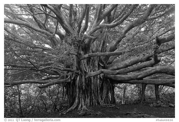 Web of wood, Banyan tree. Haleakala National Park (black and white)