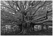 Web of wood, Banyan tree. Haleakala National Park, Hawaii, USA. (black and white)