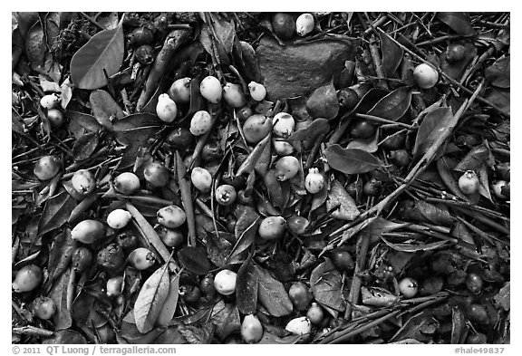 Fallen tropical almond on forest floor. Haleakala National Park (black and white)
