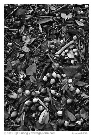 Forest floor close-up with tropical almond. Haleakala National Park (black and white)