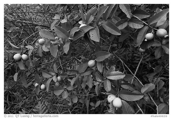 Guava fruit on tree. Haleakala National Park (black and white)