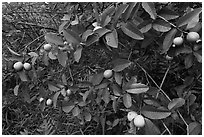 Guava fruit on tree. Haleakala National Park ( black and white)